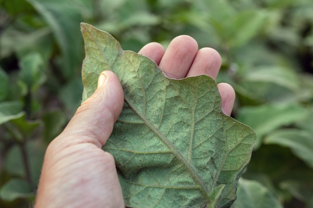 Controlling Spider Mite In Your Garden